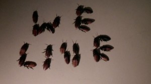 bug-writing